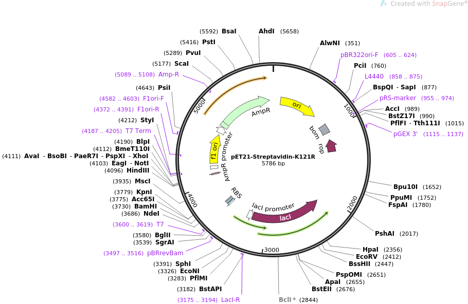 910x592 Addgene Streptavidin
