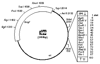 Cloning And Auxiliary Vectors 329x212 Cloning And Auxiliary Vectors