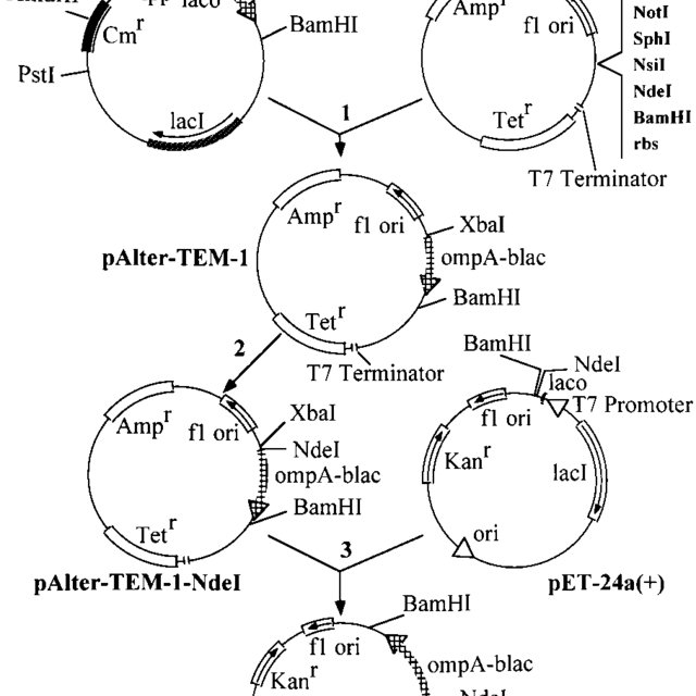 Construction Of The Tem Lactamase Overexpression Vector Pet Tem 640x640 Construction Of The Tem Lactamase Overexpression Vector Pet Tem