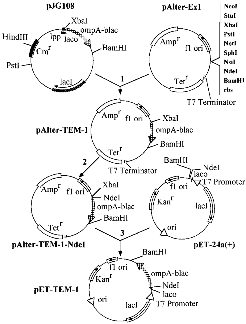 Construction Of The Tem Lactamase Overexpression Vector Pet Tem 850x1122 Construction Of The Tem Lactamase Overexpression Vector Pet Tem