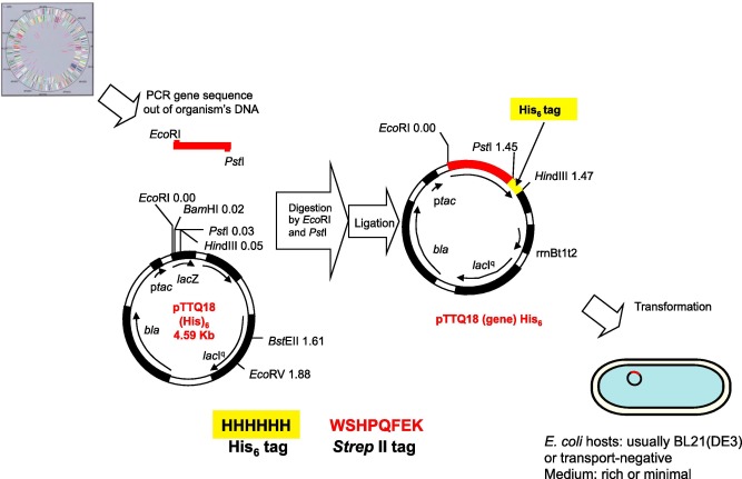 Microbial Expression Systems For Membrane Proteins 667x431 Microbial Expression Systems For Membrane Proteins