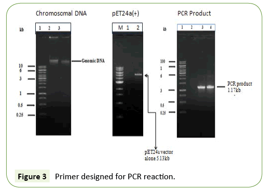 Non Specific Subtilisin Producing Isolates Cloning 524x375 Non Specific Subtilisin Producing Isolates Cloning