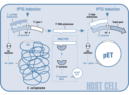 Novagen Pet System 420x310 Novagen Pet System