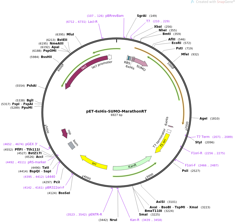 Addgene Pet Sumo Marathonrt 908x858 Addgene Pet Sumo Marathonrt