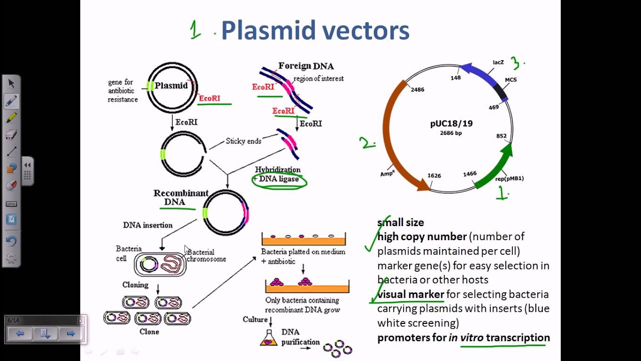 Plasmid As A Cloning Vector 1280x720 Plasmid As A Cloning Vector