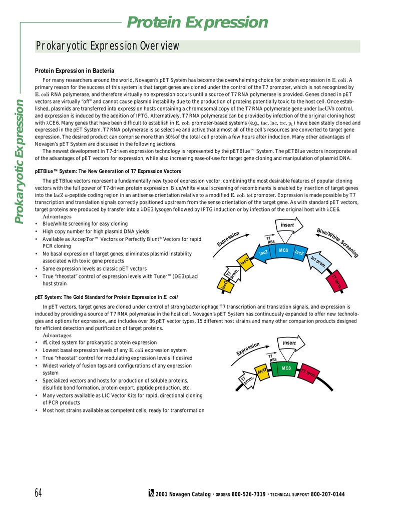 Protein Expression 791x1024 Protein Expression