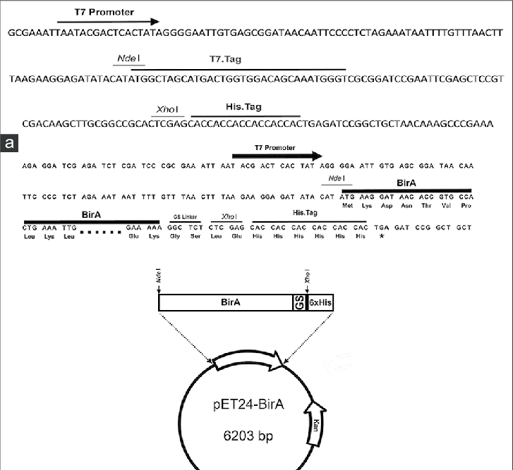 Schematic Presentation For Construction Of Recombinant 727x667 Schematic Presentation For Construction Of Recombinant
