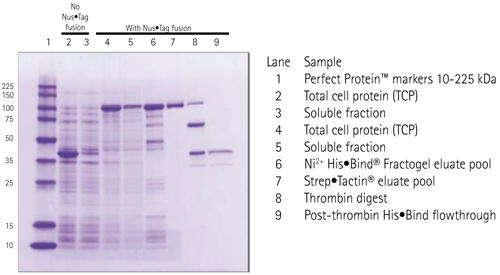 Pet Expression Vectors Life Science Research Merck 500x275 Pet Expression Vectors Life Science Research Merck