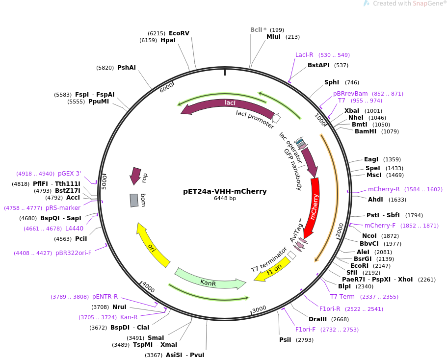 Addgene Vhh Mcherry 911x732 Addgene Vhh Mcherry