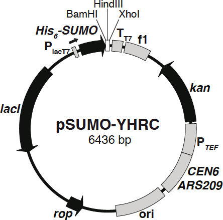 Addgene Psumo Yhrc 444x439 Addgene Psumo Yhrc