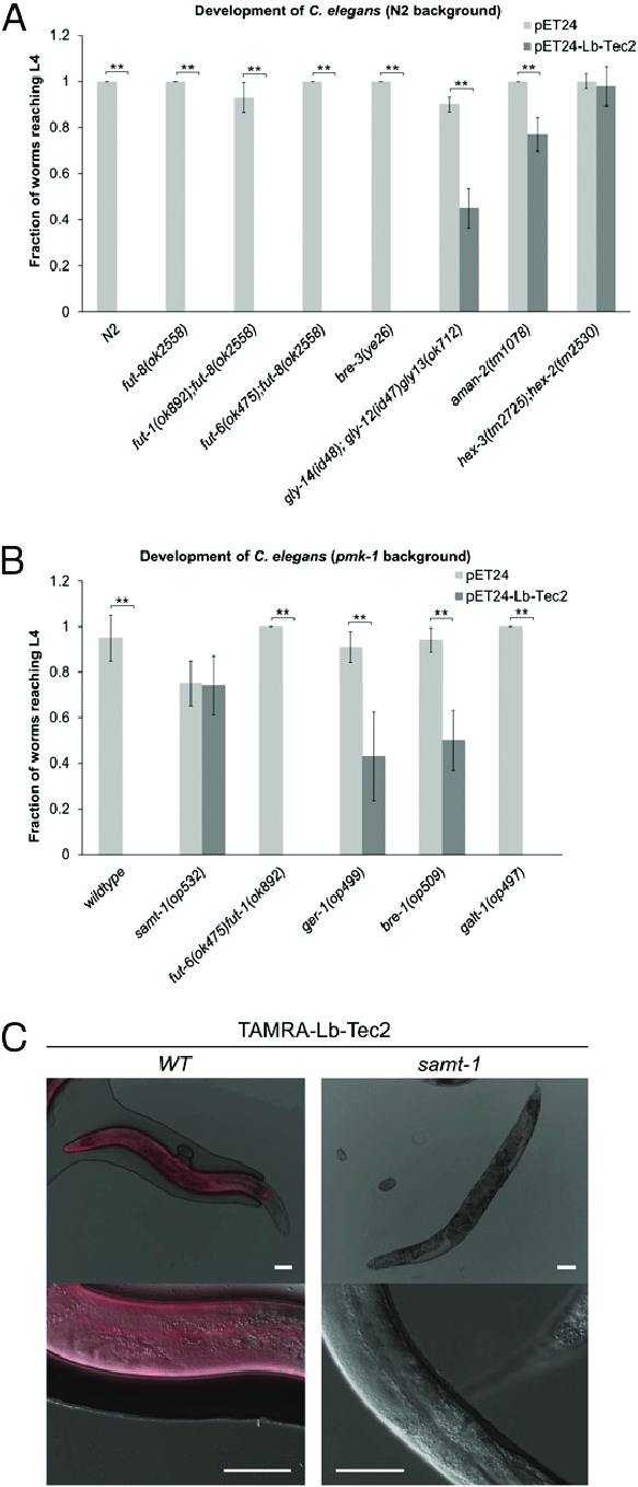Carbohydrate Binding Dependent Toxicity Of Lb Toward C 583x1359 Carbohydrate Binding Dependent Toxicity Of Lb Toward C
