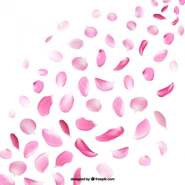 Petals Of Cherry Blossom Vector Free Download 626x626 Petals Of Cherry Blossom Vector Free Download
