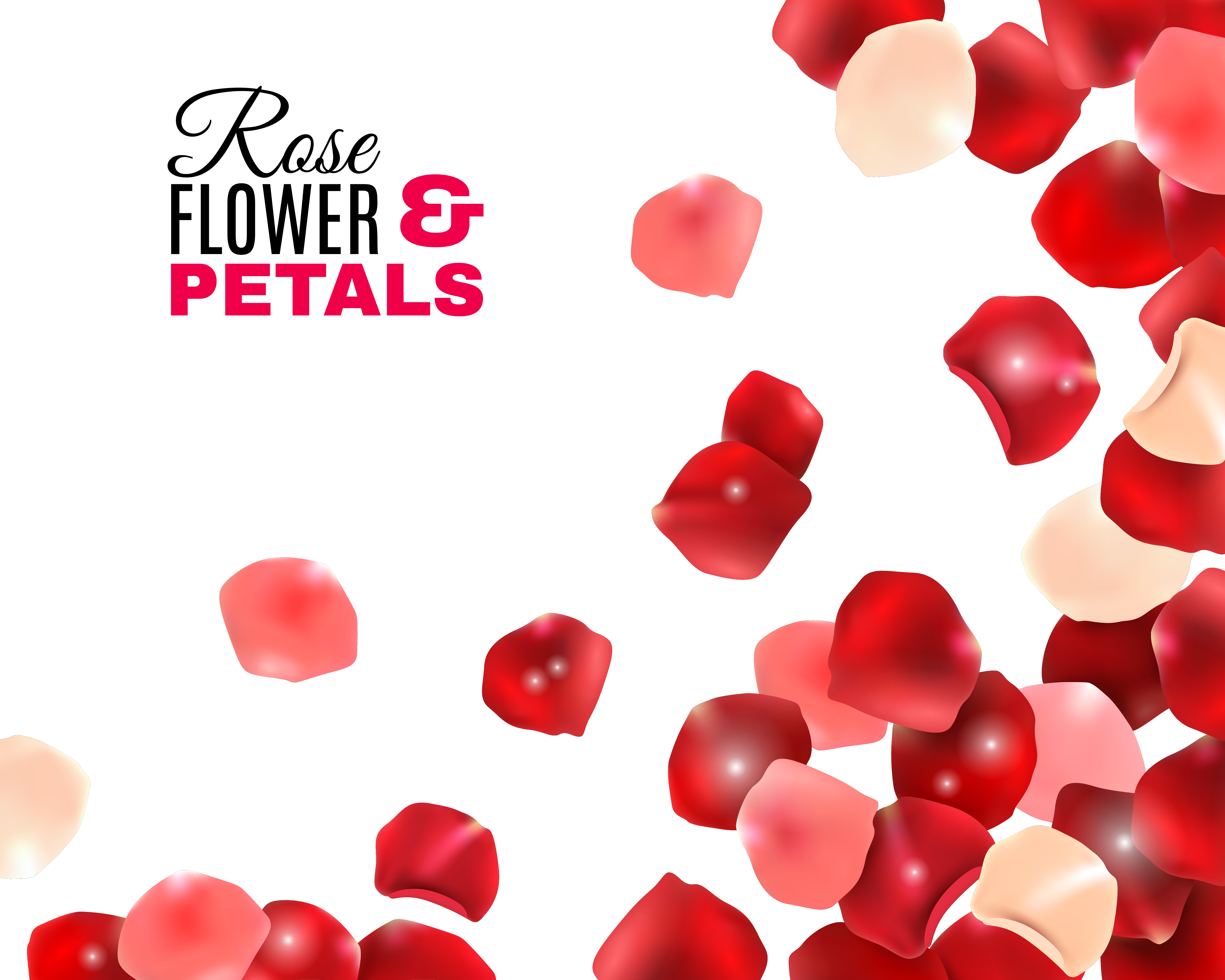 Rose Petals Free Vector Art 5000x4000 Rose Petals Free Vector Art