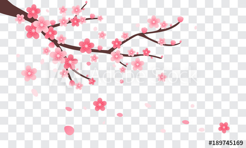 Sakura Branch With Falling Petals Vector Illustration Pink Cherry 500x300 Sakura Branch With Falling Petals Vector Illustration Pink Cherry