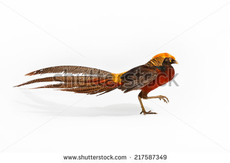 450x320 Golden Pheasant Clipart Pheasant Vector