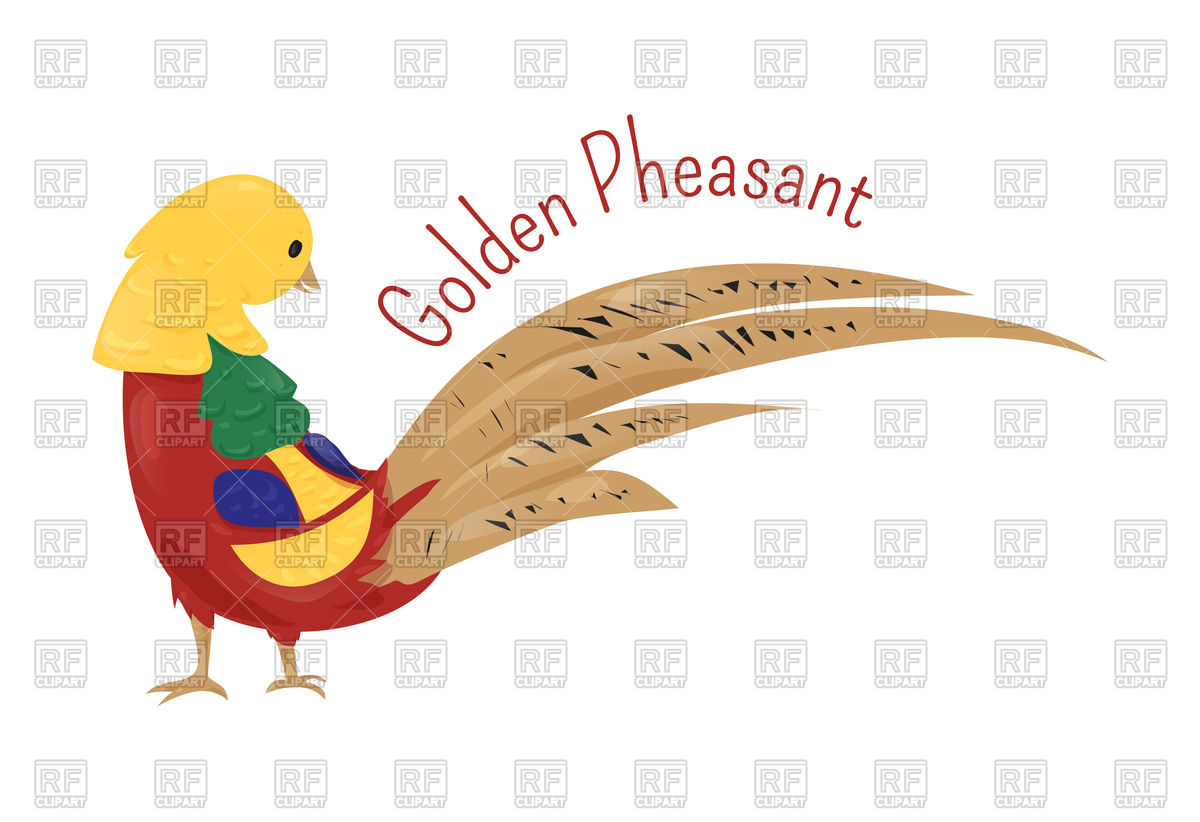 1200x822 Golden Pheasant Vector Image Of Plants And Animals Kannaa