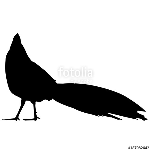 500x500 Pheasant Silhouette Vector Graphics Stock Image And Royalty Free