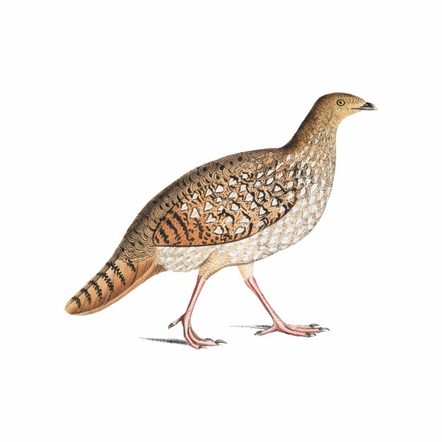 626x626 Pheasant Vectors, Photos And Free Download