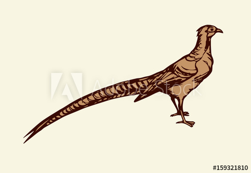 500x344 Pheasant Vector Drawing