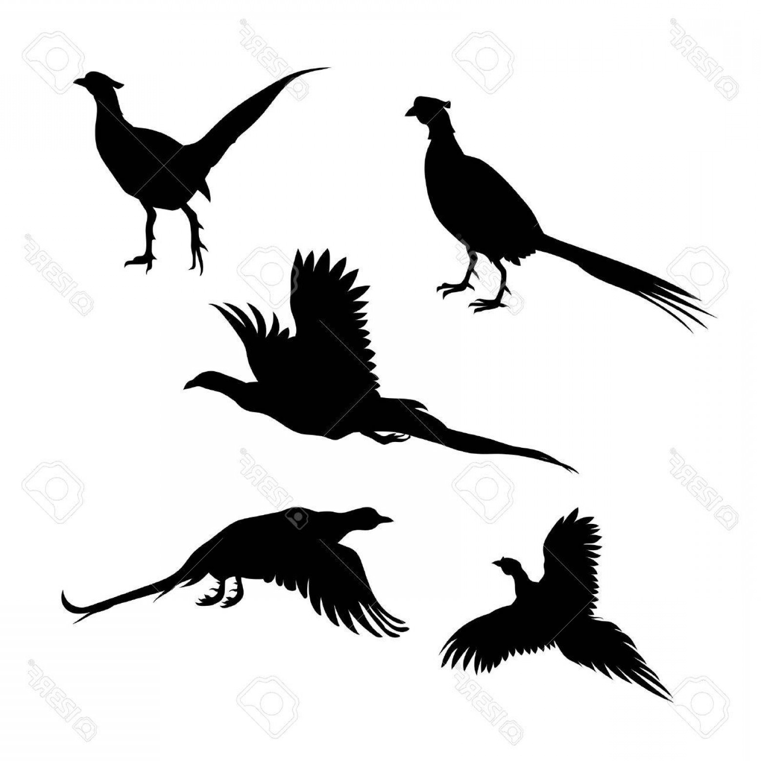 1560x1560 Photostock Vector Bird Pheasant Vector Icons And Silhouettes Set