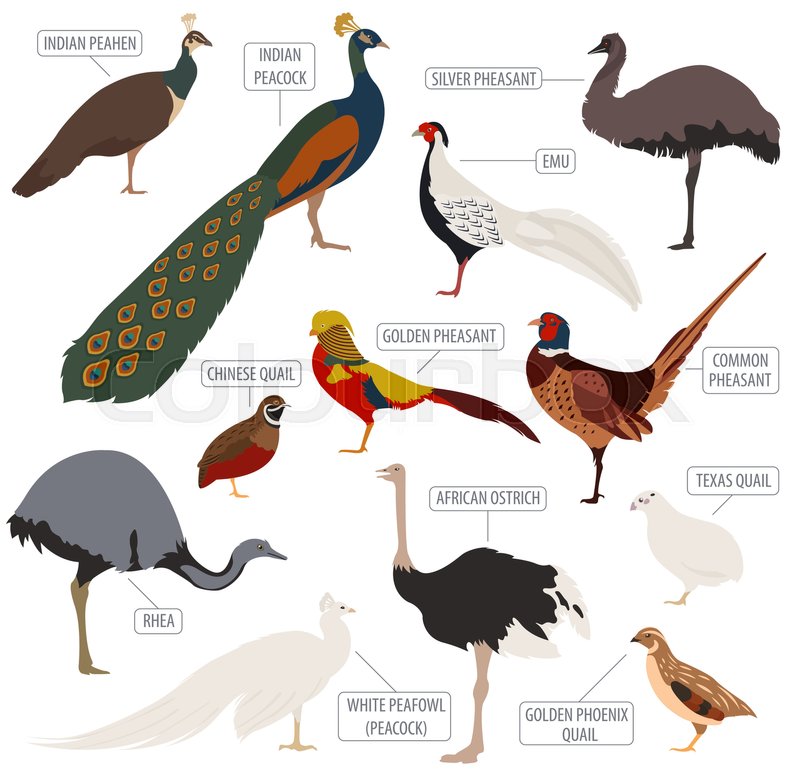 800x770 Poultry Farming Peafowl, Ostrich, Stock Vector Colourbox