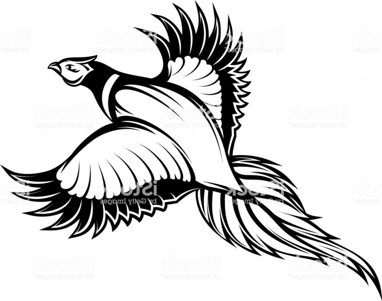 1228x968 Vector Illustration Of A Stylish Monochrome Flying Pheasant Gm