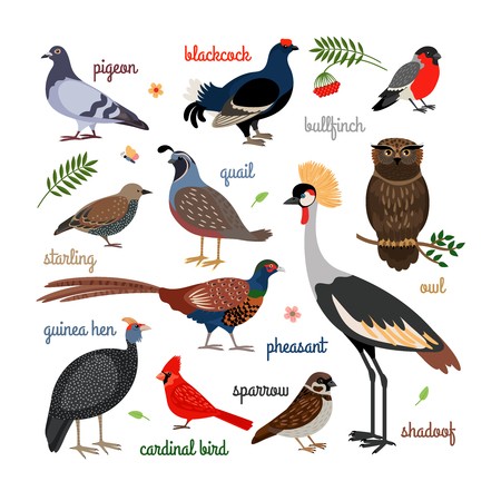 450x450 Vector Bird Icons Colorful Realistic Birds Owl And Pheasant