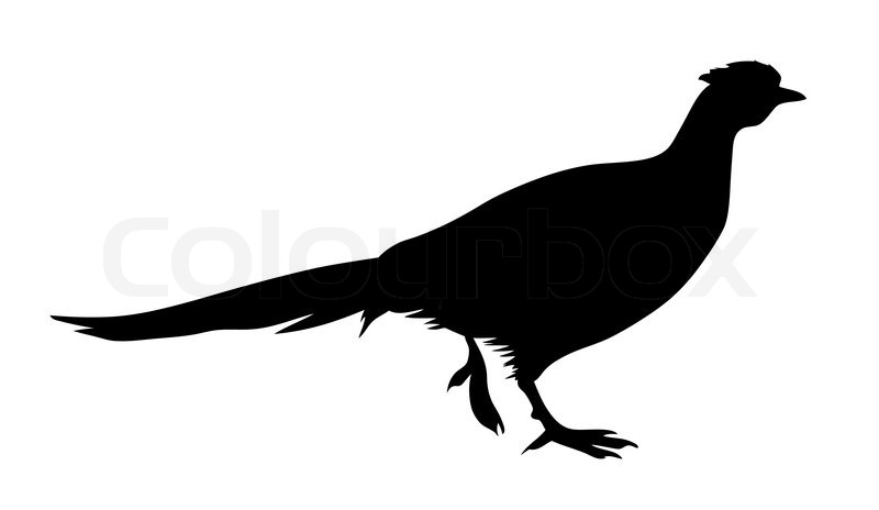 800x464 Vector Illustration Of The Pheasant On Stock Vector Colourbox