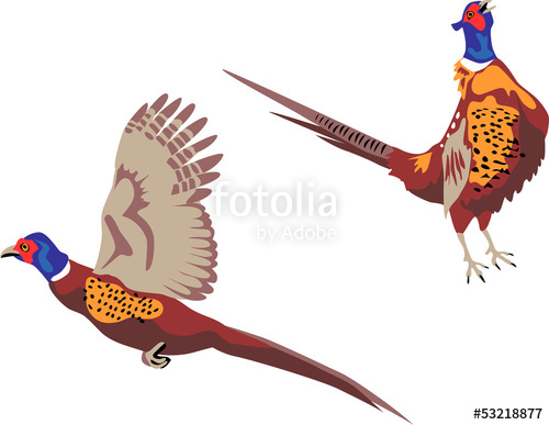 500x387 Pheasant Stock Image And Royalty Free Vector