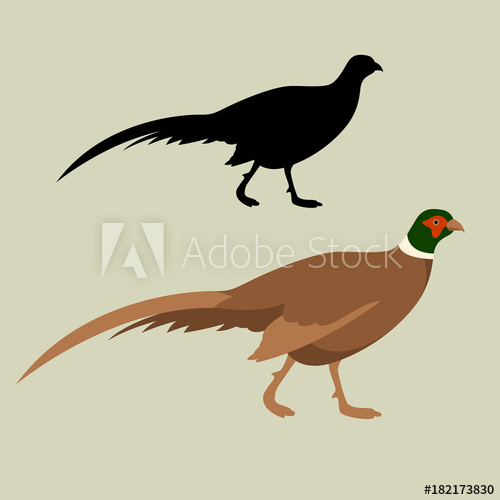 500x500 Pheasant Vector Illustration Flat Style Silhouette