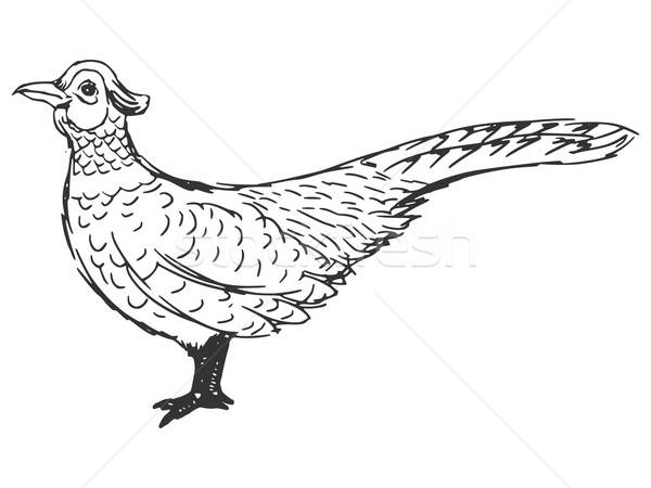600x450 Pheasant Vector Illustration Oleksandr Kovalenko