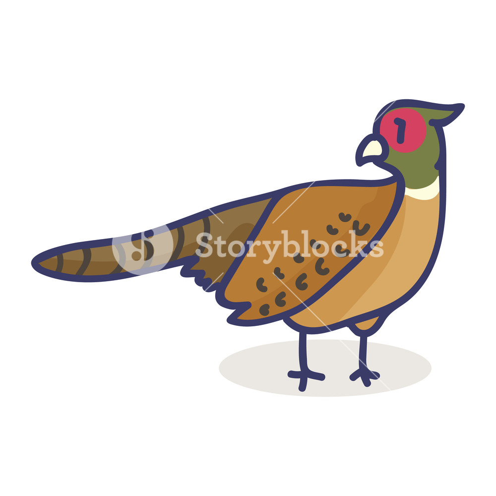 1000x1000 Cute Pheasant Cartoon Vector Illustration Motif Set Hand Drawn