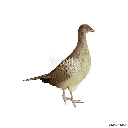 500x500 Female Pheasant Vector Stock Image And Royalty Free Vector