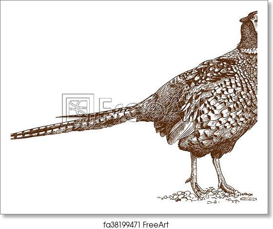 560x470 Free Art Print Of Engraving Illustration Of Pheasant Vector