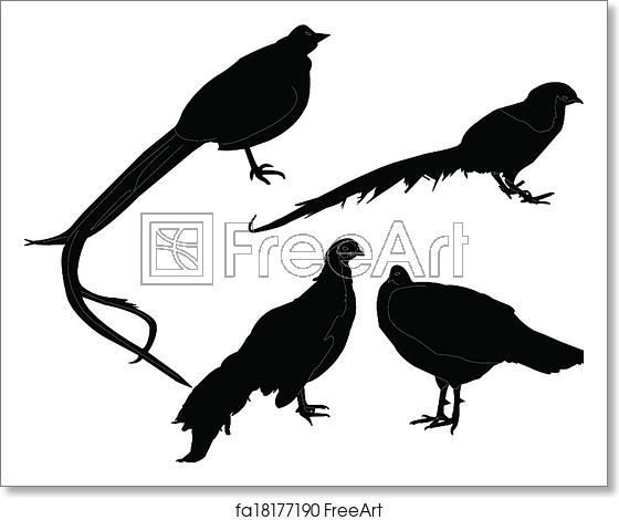 560x470 Free Art Print Of Pheasant Collection