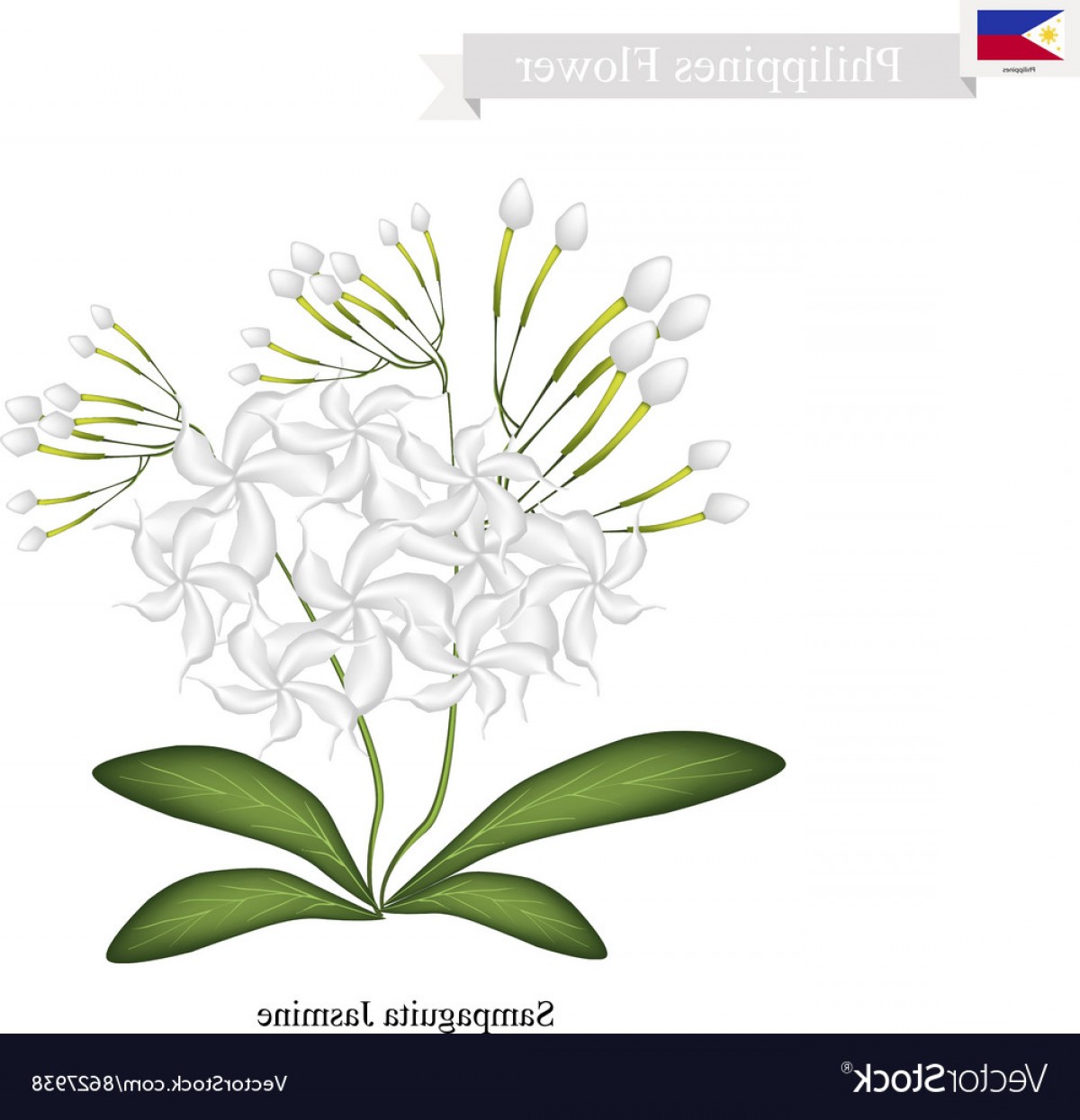 1200x1244 Sampaguita Jasmine National Flower Of Philippines Vector Hoodamath