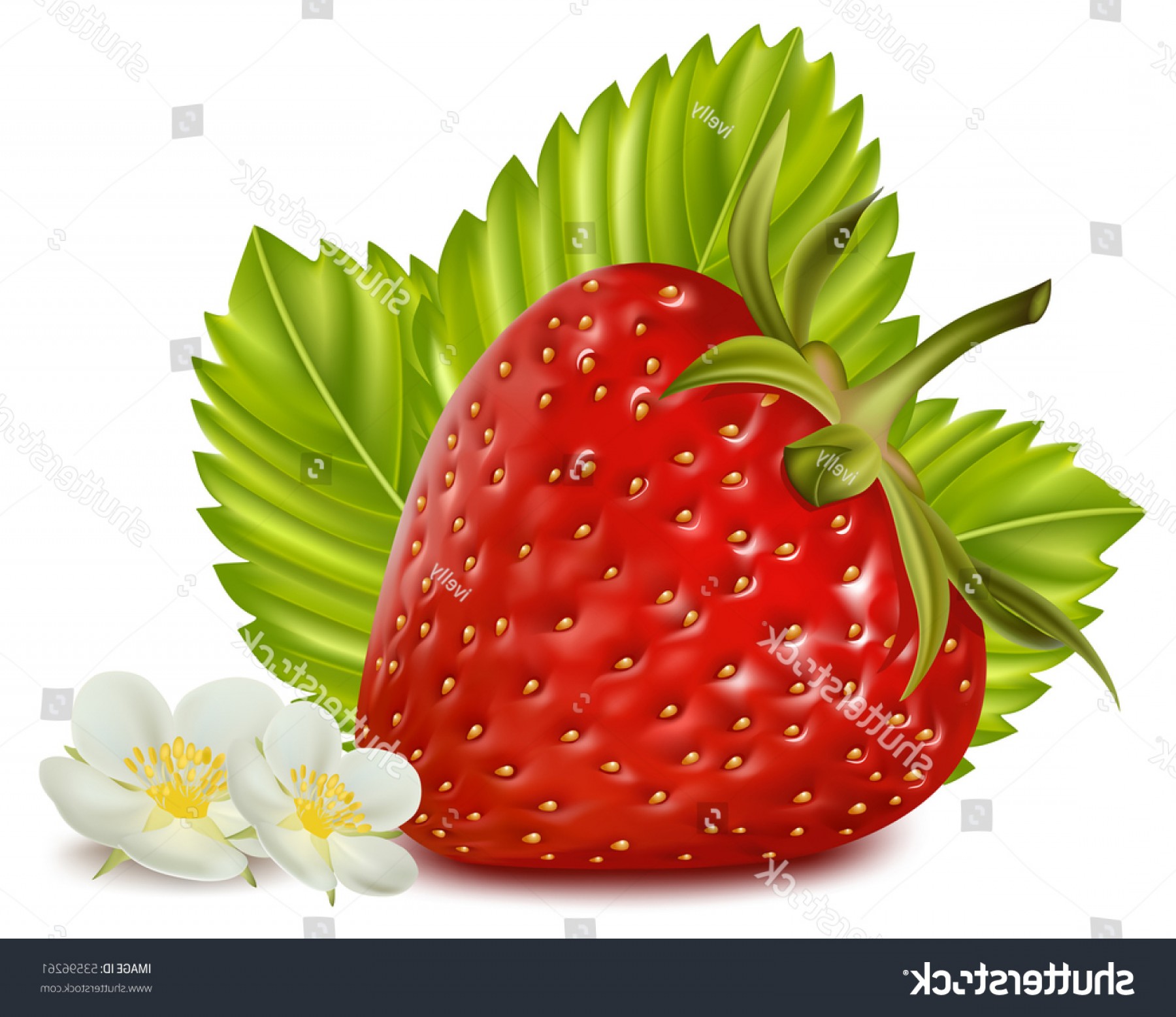 1800x1556 Photorealistic Vector Illustration Strawberry Leaves Flowers