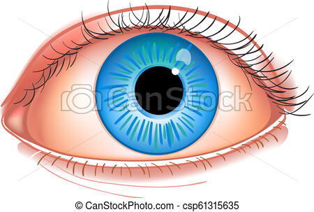 450x303 Realistic Human Eye Close Up Human Eye Blue Isolated On Vector
