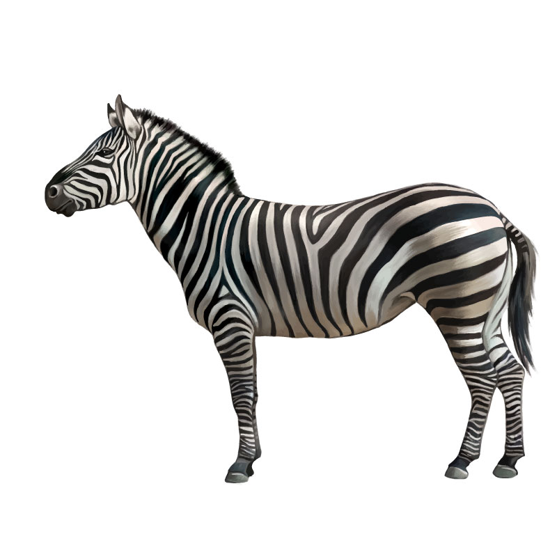 Zebra Photorealistic Graphic Design Vector 800x800 Zebra Photorealistic Graphic Design Vector
