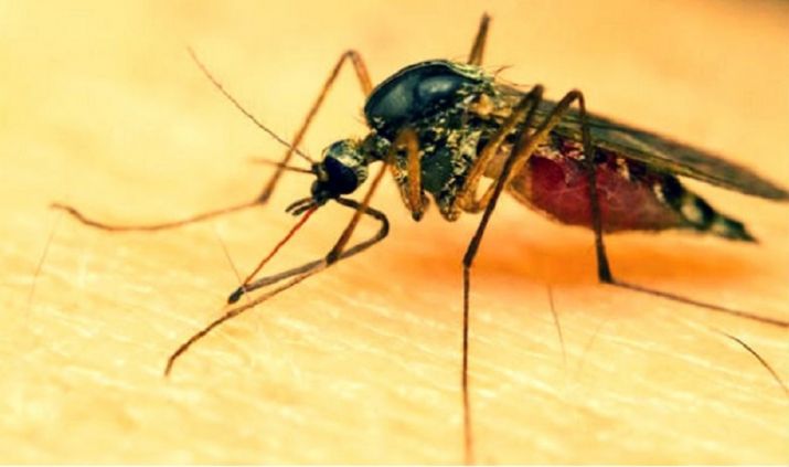 715x423 Cases Of Vector Borne Diseases Reported In Ndmc Area See Downward