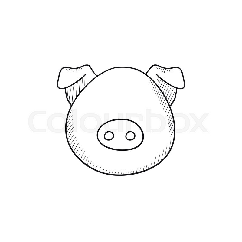 800x800 Pig Head Vector Sketch Icon Isolated Stock Vector Colourbox