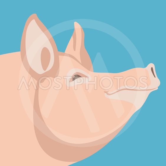 563x563 Pig Head Vector Illustration