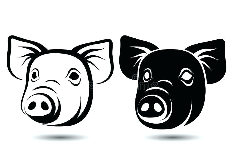 Outline Of A Pig 800x560 Outline Of A Pig
