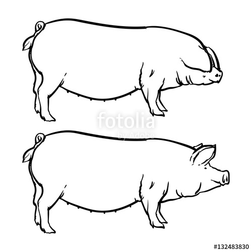 Huge Collection Of 'pig Outline Drawing' Download More Than 500x500 Huge Collection Of 'pig Outline Drawing' Download More Than