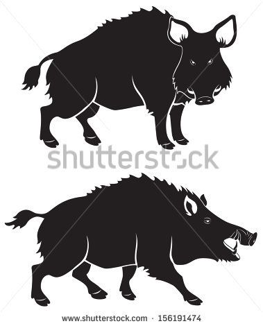 379x470 The Figure Shows A Wild Boar