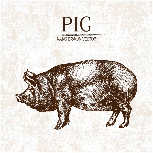 626x626 Pig Vectors, Photos And Free Download