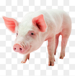 260x261 Download Free Png Pig Vector, Pig Vector, Free