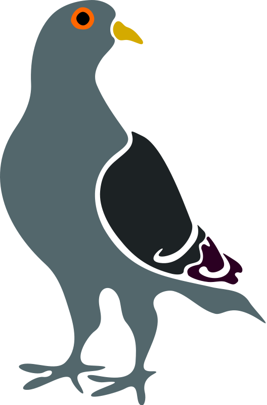 528x800 Pigeon