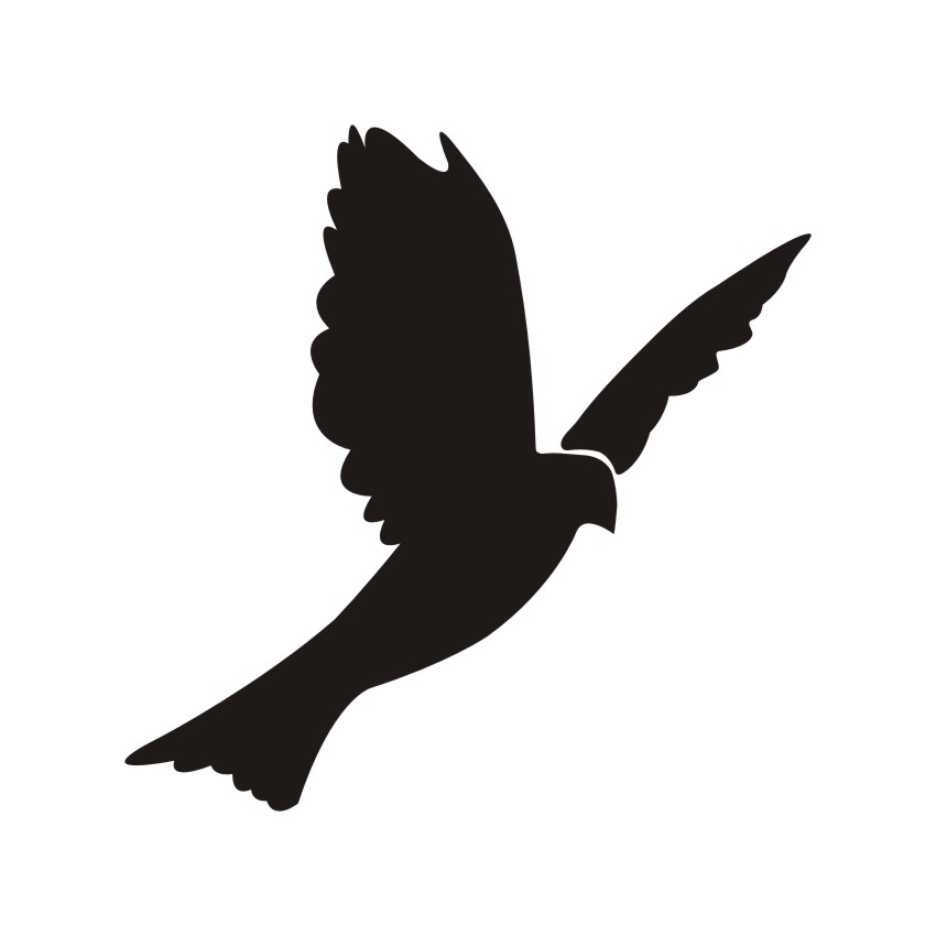 850x850 Pigeon Vectors Vectors, Corel Files