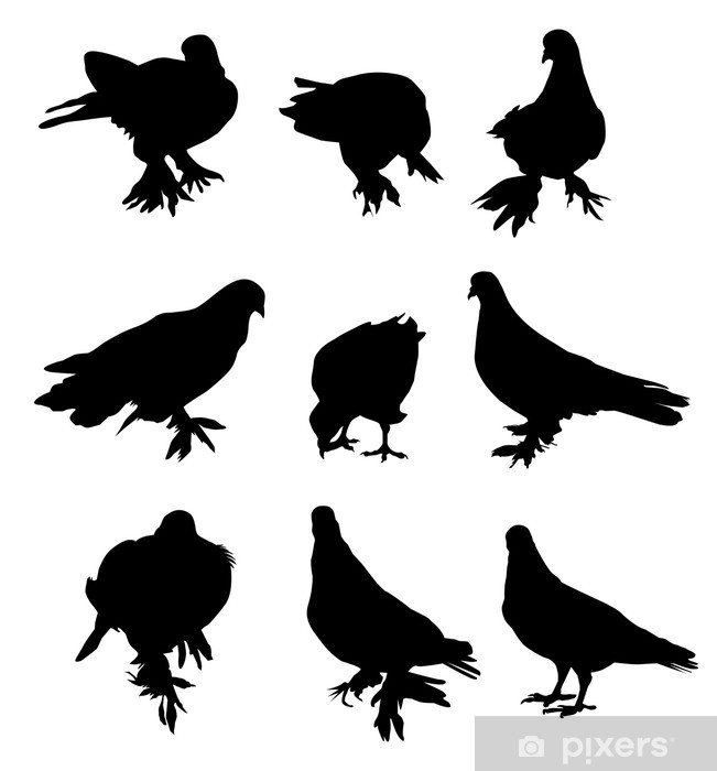 651x700 Pigeon Vector Wall Mural